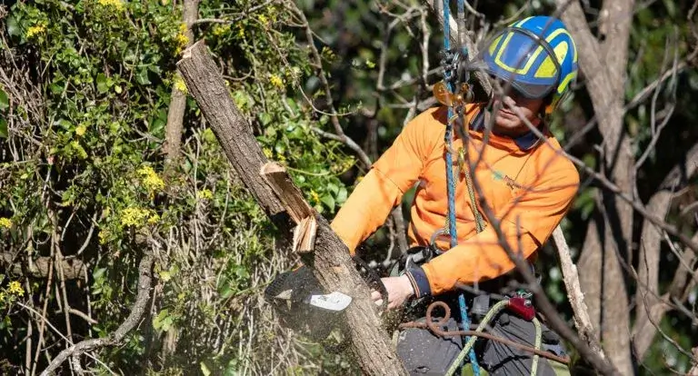 tree removal central coast