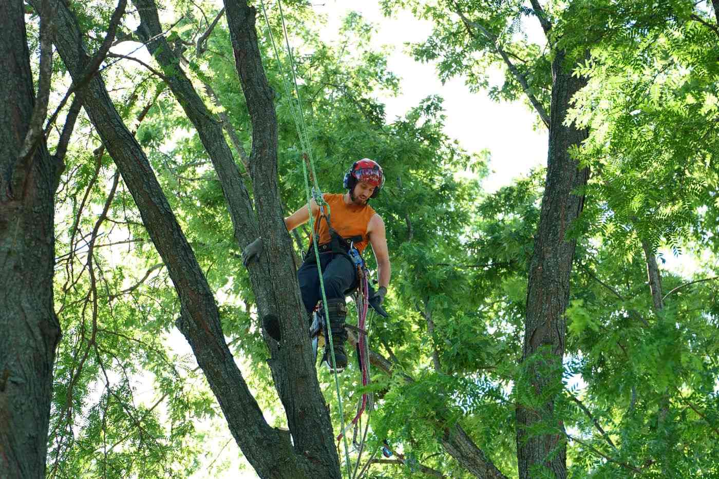 tree removal central coast