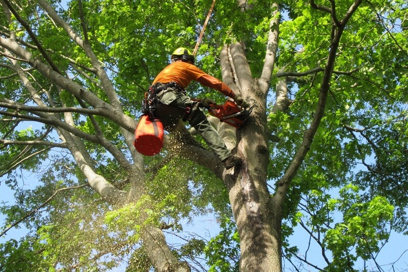 tree removal inner west