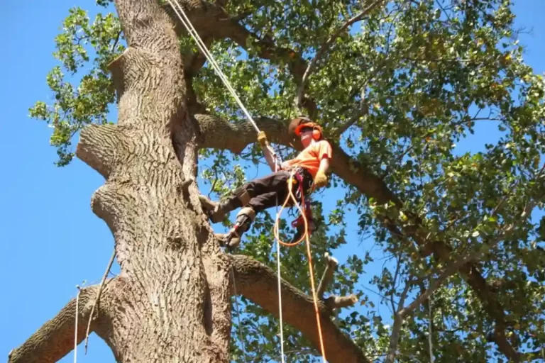 tree removal inner west