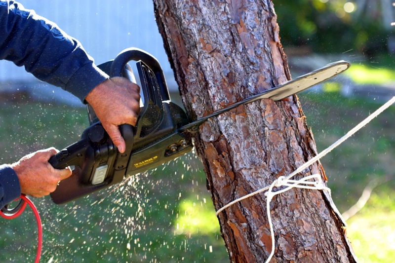 tree removal services