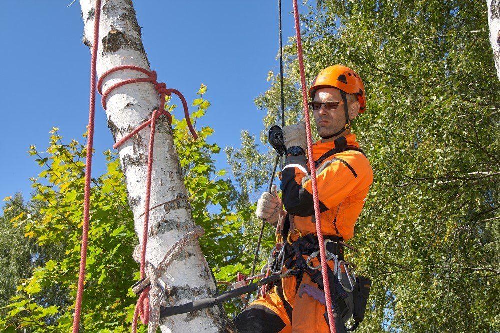 tree removal central coast