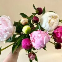 Kurraba Point Florist: Handpicked Blooms for Every Celebration