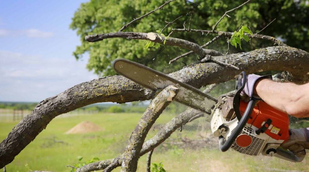 Professional Arborists in Sydney