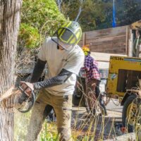 The Role of Professional Arborists in Sydney in Tree Maintenance