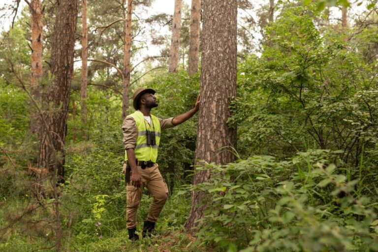 arborist sydney