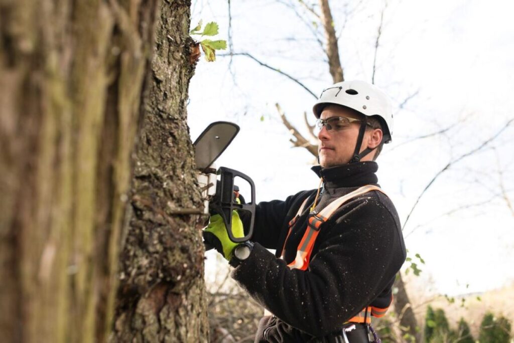 arborist in sydney