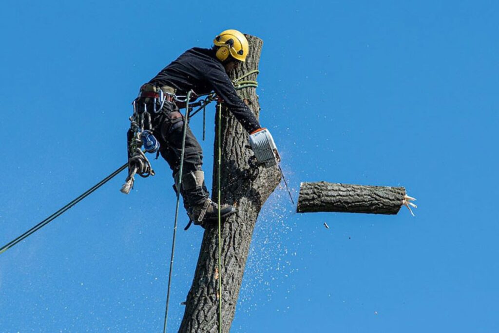 tree removal company
