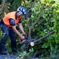 What to Expect from a Trusted Tree Removal Company