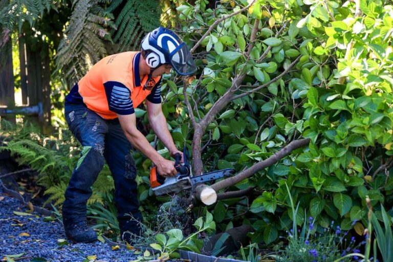 tree removal company