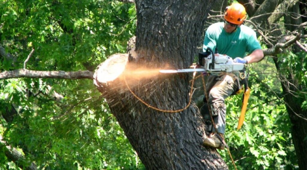 tree removal company