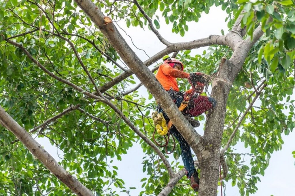 Arborist Lane Cove