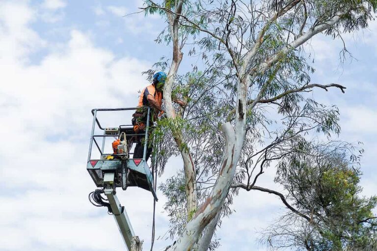 Tree Removal
