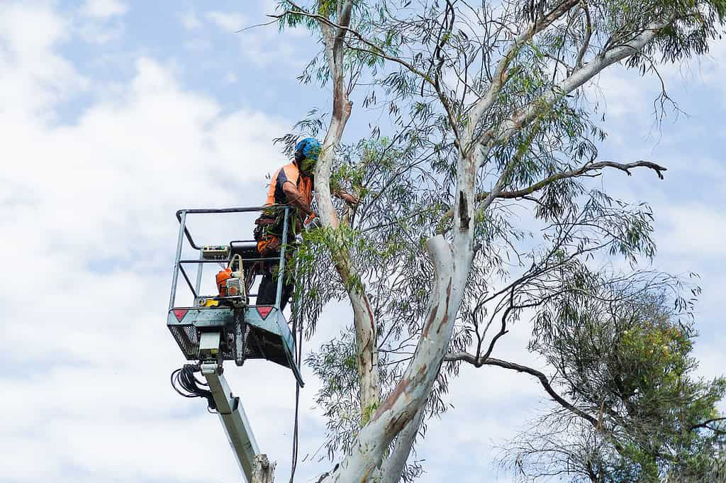 Arborist Lane Cove