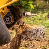 Affordable Tree Removal Near Me: Safe, Fast, and Professional Services for Australian Homes