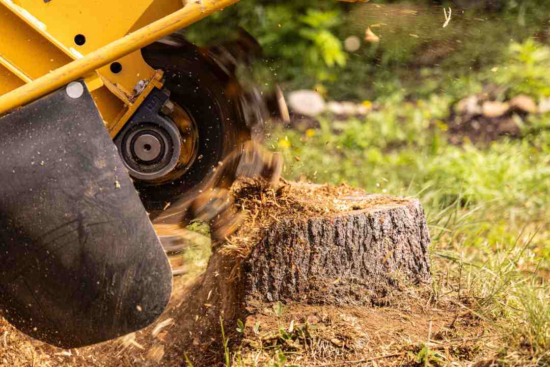 Affordable Tree Removal Near Me: Safe, Fast, and Professional Services for Australian Homes