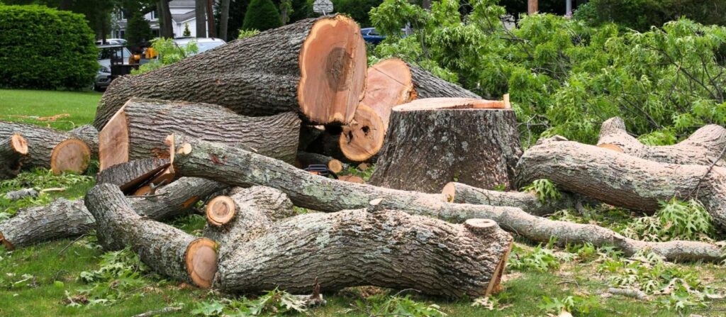 Affordable Tree Cutting Services