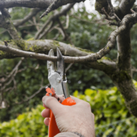 The Difference Between Tree Trimming Sydney and Tree Pruning