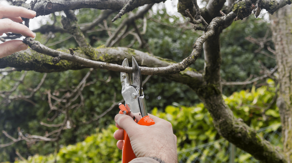 The Difference Between Tree Trimming Sydney and Tree Pruning