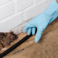 Rodent Control Sydney Methods That Complement Termite Prevention Efforts