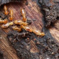 Termite Sydney Infestations: What Causes Them and How to Prevent Recurrence
