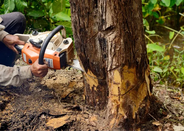3 Essential Techniques for Safe Tree Trimming