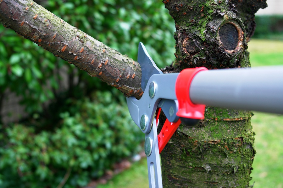 3 Essential Techniques for Safe Tree Trimming
