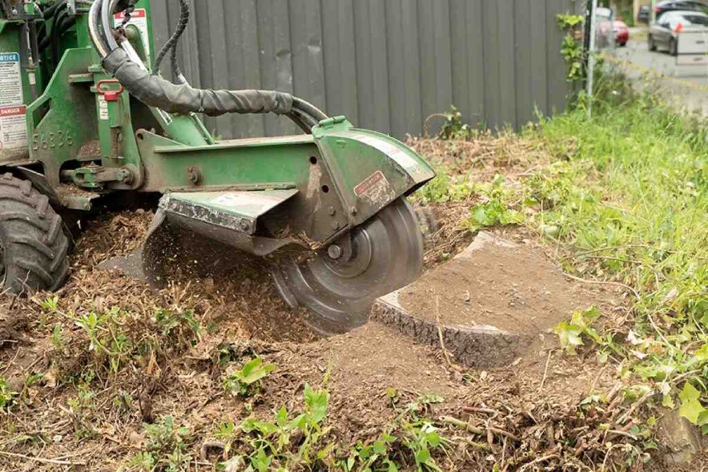 stump grinding services near me