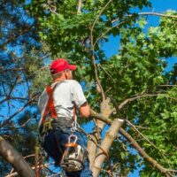 When Should You Call a Tree Arborist Sydney Residents Recommend?