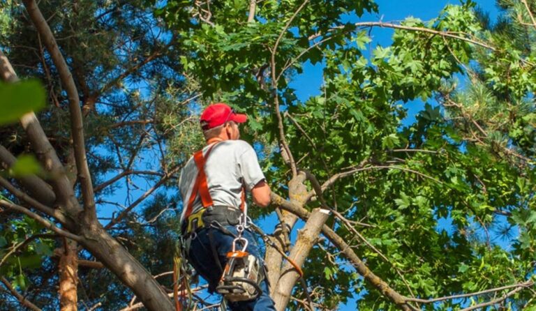 Tree Arborist Sydney