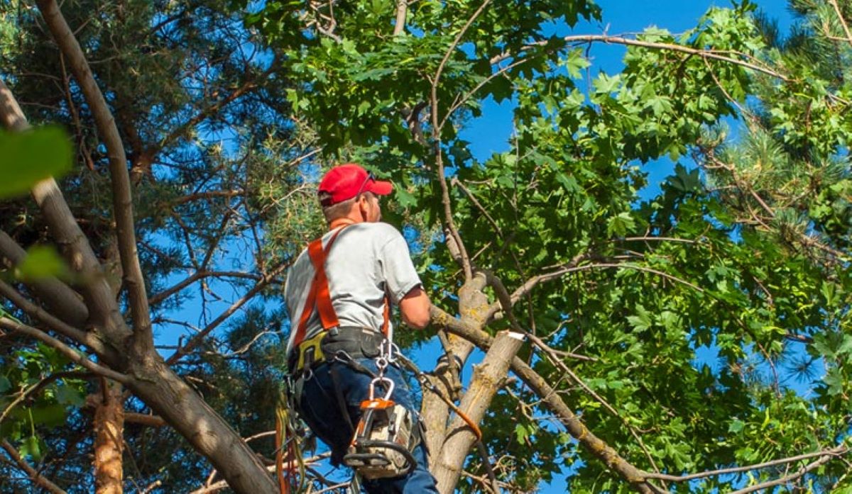 Tree Arborist Sydney
