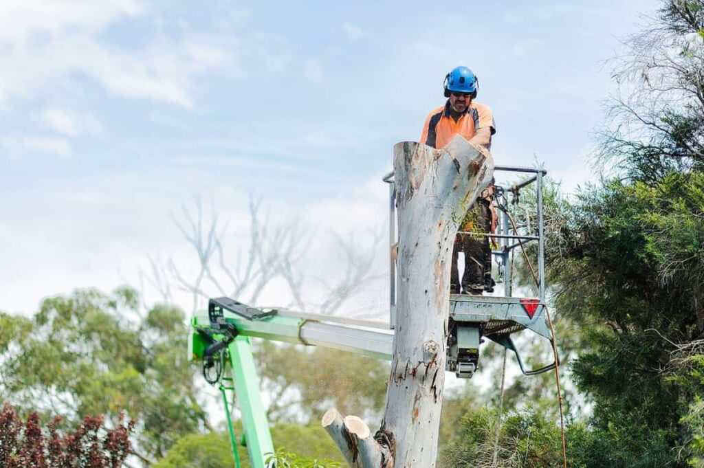 Tree Arborist Sydney